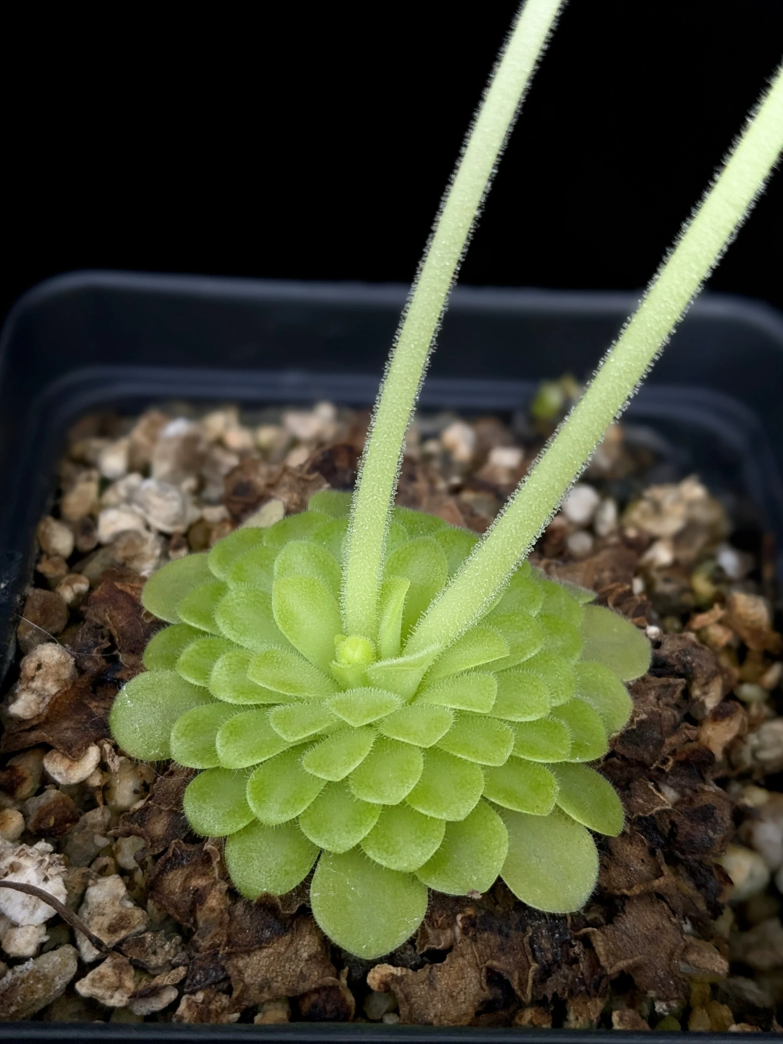 Pinguicula moranensis var. alba for Sale | Carnivorous Butterwort